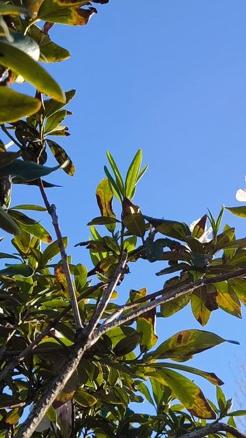 рододендрон