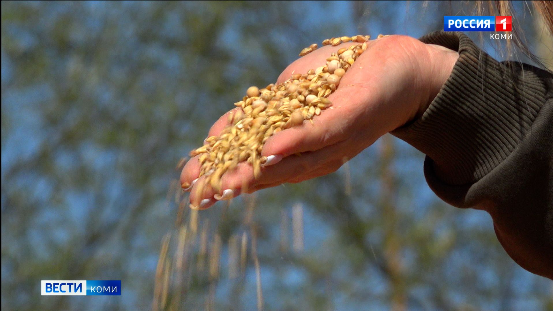 Фермеры Коми планируют закупить в основном российские семена