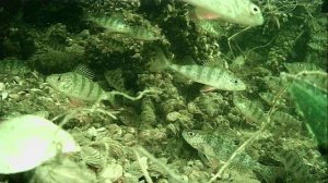 1000016449.mp4Волга гл.2м.29.04.2026г.