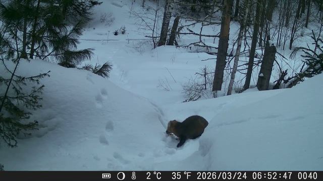 Видео от Красноярская тайга. Фотоловушки