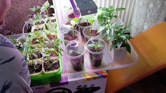 Полив гигантских овощей 29.04.26