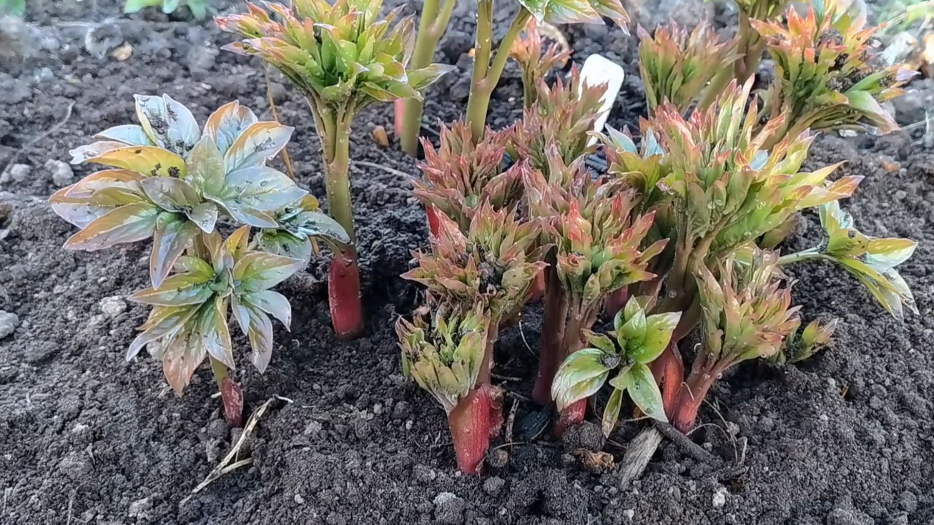 Подкормите так пионы весной и вы удивитесь пышному цветению