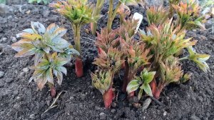 Подкормите так пионы весной и вы удивитесь пышному цветению