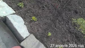 7 соток. На даче холодно и выпал снег. Хроника 27 апреля 2026 год