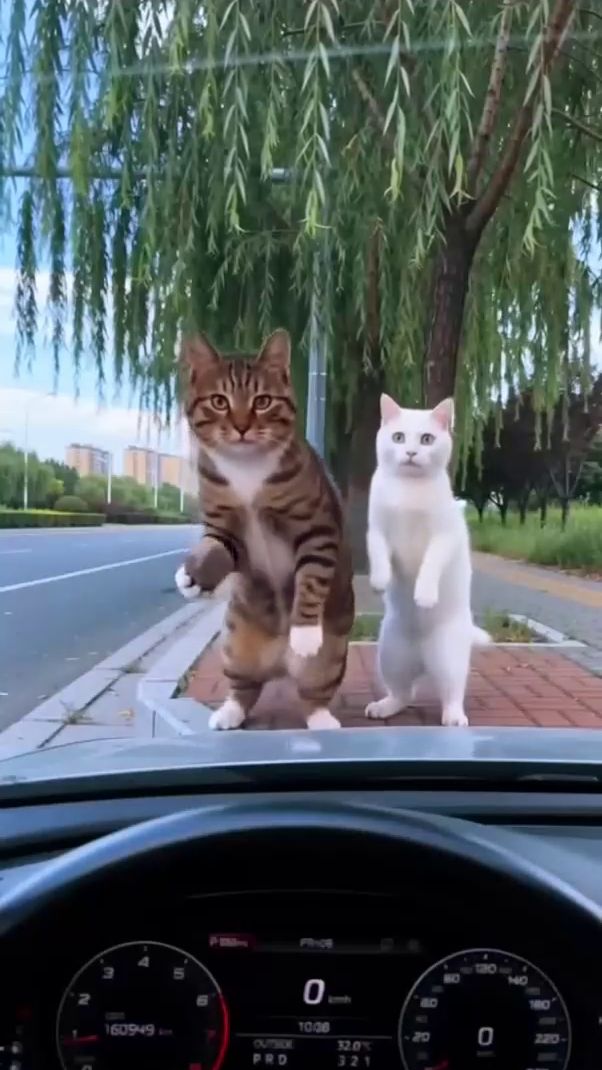 Не зли меня!