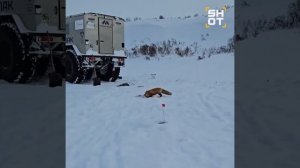 Дерзкая лисица обокрала рыбаков на Чукотке