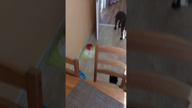 я играю с моей собакой в догонялки