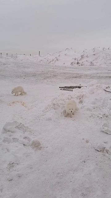 Дикие Песцы на севере! Работа вахтой на севере.
