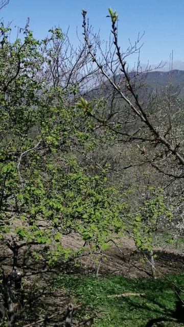 Ополозни в горном месности в Дагестане прогуливая по горам мы увидели ополозни в горах Табасарана