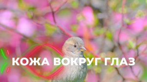 Омоложение кожи вокруг глаз. Избавление от отёков, мешков, пятен, мимических морщин | Саблиминал
