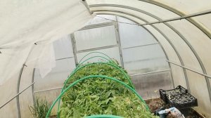 Обзор рассады а теплицах