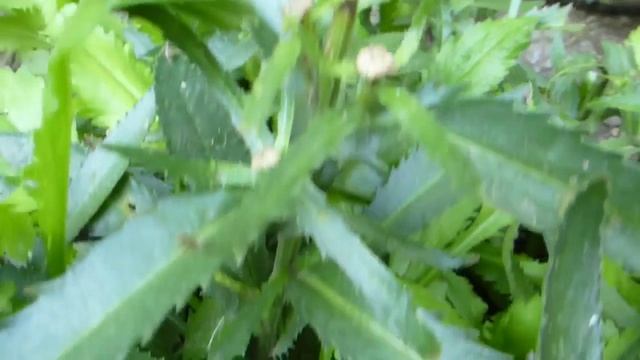 Ромашка Махровая. Отцвела что делать?