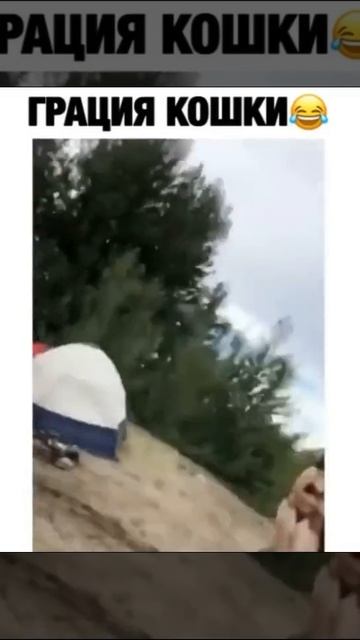 Грация кошки:D