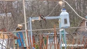 Дятел посетил. Ест сало