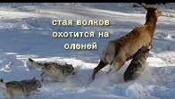 ВОЛКИ ОХОТЯТСЯ НА ОЛЕНЕЙ