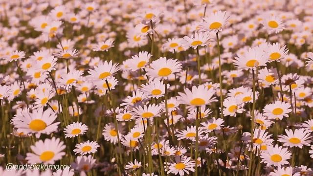 Раскудрявилась пышная роща