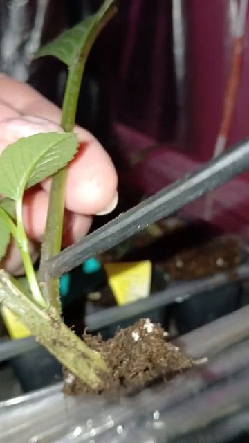 29.04.2026г. Переваливаю укоренённые черенки георгины.