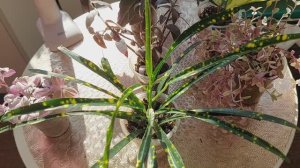 БОЛТАЛКА ●ЧТО КУПИЛА НА ВЫСТАВКЕ ●ГДЕ ПОСМОТРЕТЬ МОИ ИЗЛИШКИ СУККУЛЕНТОВ ●