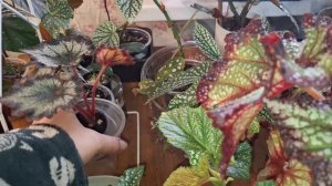 Обзор бегоний и не только 28-04-2026