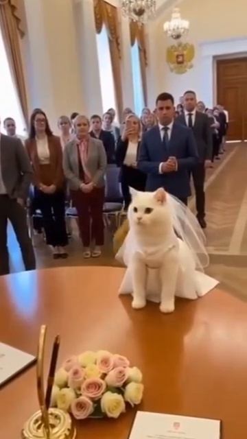 Жених убежал со свадьбы 