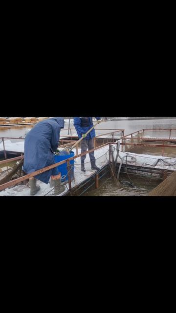 запуск форели