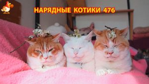 Нарядные Котики расслабляются на солнышке 🌞 🐈🐈🐈 (476)