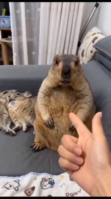 Как он это сделал?