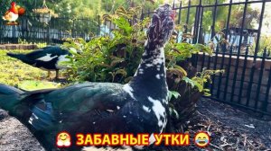 Забавные утки мускусные и пекинские на свободном выгуле со своими друзьями ч.(389) ❣️🤗😂