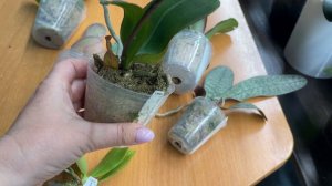 Восторг и разочарование. Посылки с малышами