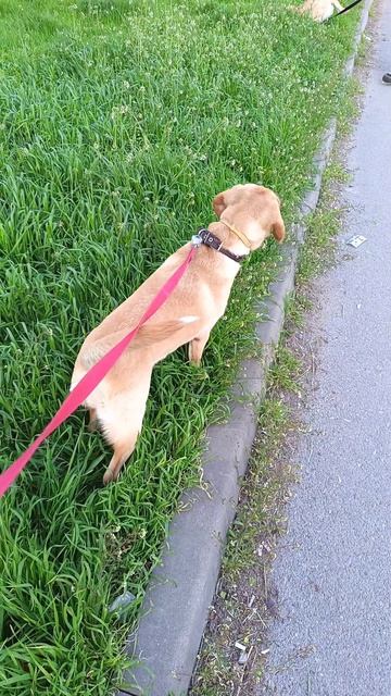 Прогулка вечерняя.