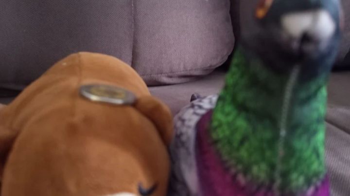 соревнования пунь пуня 2 сезон 4 серия