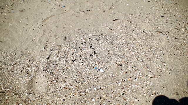 Анапа: что происходит с берегом? Шокирующее наблюдение  Почему лох сохнет??? 29 апреля 2026 года