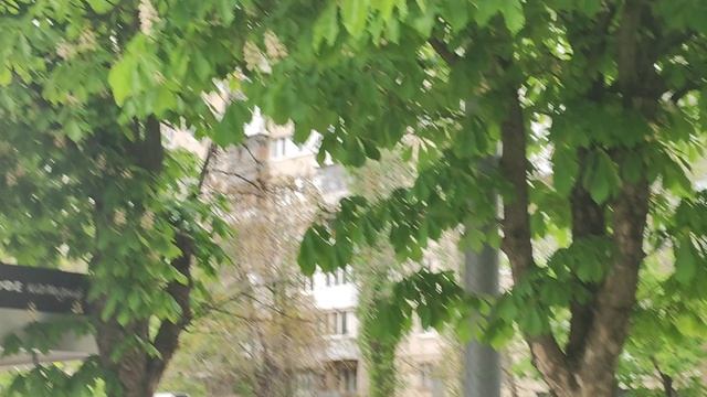 Улицы цветущих каштанов в Краснодаре.