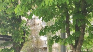 Улицы цветущих каштанов в Краснодаре.