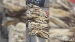 Более 900 шкур хорька обнаружили в чемоданах у иностранца в Шереметьево.