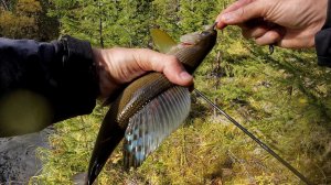 Осенняя РЫБАЛКА НА ХАРИУСА.  Поймал ЛЕНКОВ, дуплет, все было на этой рыбалке!