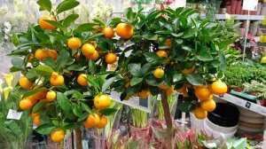 🌿🌸ЛЕМАНА ПРО🍋🍊ОБЗОР ЦВЕТОВ🌿🌸апрель 2026