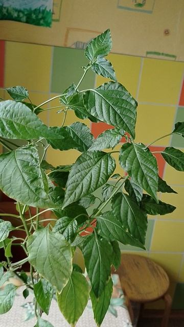 Отплодивший перец зимовал в квартире заново пойдёт огород второй год.