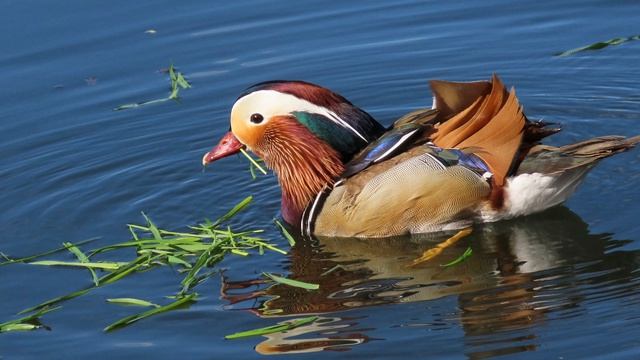 Мандаринка _2 Сетунь 25 апреля 2026