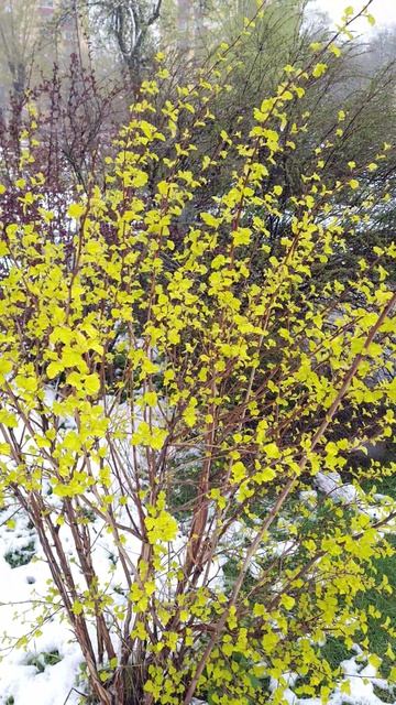 Непогода в Москве 28 апреля 2026 года. Снег и ветер в парке.