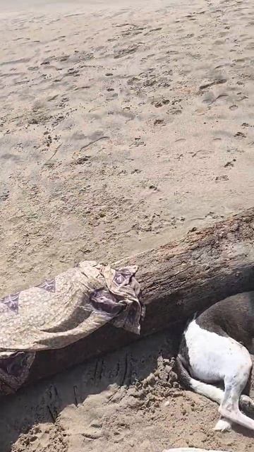 Индийский океан заливает водой, сижу на бревне с собачками