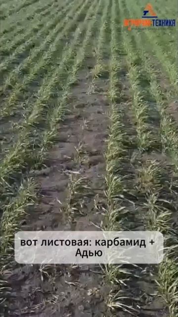 Бинарный посев ярового ячменя с люцерной по классике