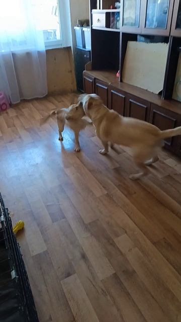 Джесси победитель 