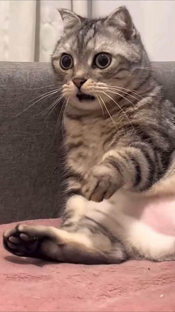 Почему вы не говорите по-английски?