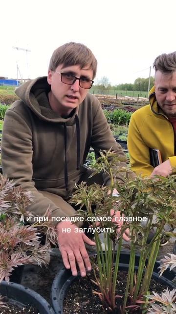 Пионы  это не просто цветы. Это инвестиция в вау-эффект вашего сада