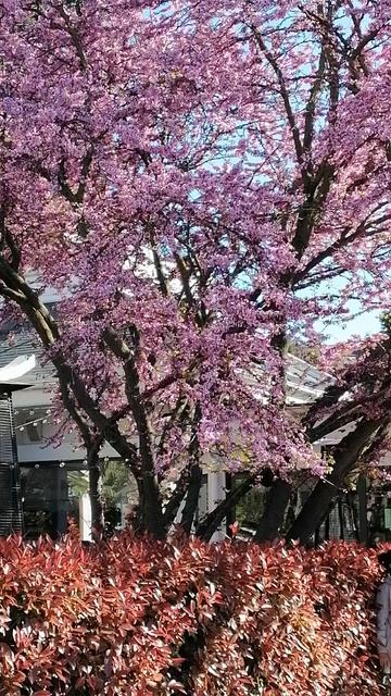 Геленджик. Роскошная сакура на набережной.