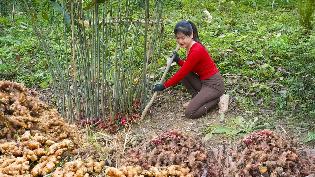 Собираем тонны дикого лесного имбиря и продаем его на местном деревенском рынке | Нхат.