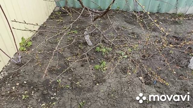 Покупки из Пятёрочки.В огороде.Подготовила стволы деревьев для покраски