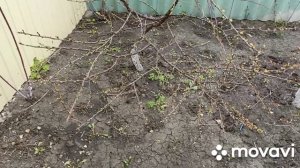 Покупки из Пятёрочки.В огороде.Подготовила стволы деревьев для покраски