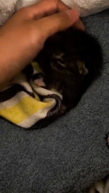 Клип @meowtaverse